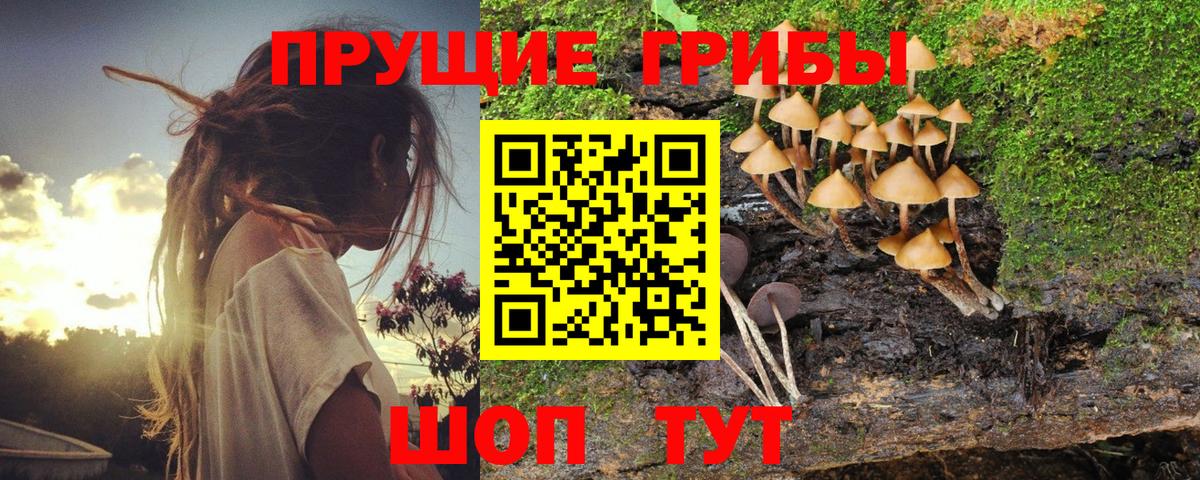 Галлюциногенные грибы Cubensis Балахна